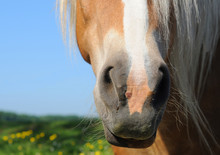 Macro Of Horse's Snout, Shallow Depth Of Field