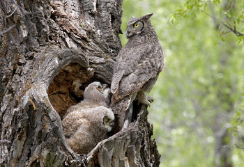 Great Horned Owls