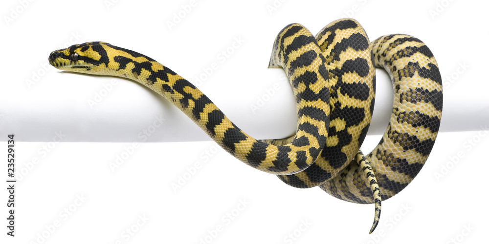 Morelia spilota variegata python, 1 year old, on pole Stock Photo | Adobe  Stock