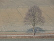 Einzelner Baum in Winterlandschaft mit Frost