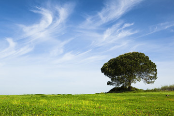 Wall Mural - Green meadow