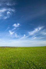 Wall Mural - Green meadow