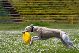 Fototapeta Psy - Frisbee catched (by dog)