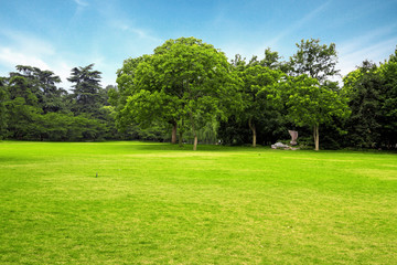 Wall Mural - Meadow with green grass and trees under blue sky .