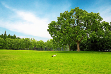 Wall Mural - Meadow with green grass and trees under blue sky .