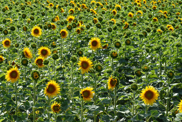 Wall Mural - Champ de fleurs de tournesol