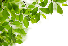 Green Spring Leaves On White Background