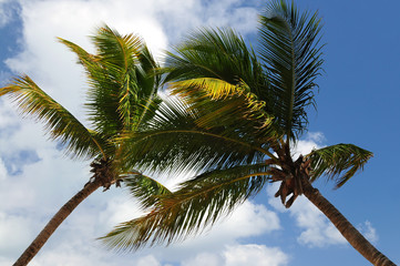 Poster - Palm trees