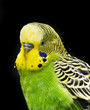 © Vera Kuttelvaserova - budgie isolated on black