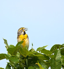 Wall Mural - Dickcissel, Spiza americana