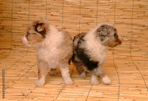 Fototapeta na drzwi i meble AUSTRALIAN SHEPHERD