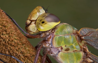 Canvas Print - Dragonfly close up