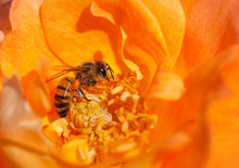 Bee Orange Flower