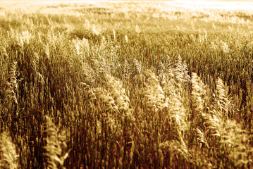 Field of Grain