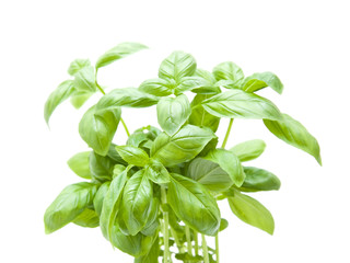 Wall Mural - growing young sweet basil plants isolated on white