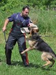 © muro - entrainement de chien policien