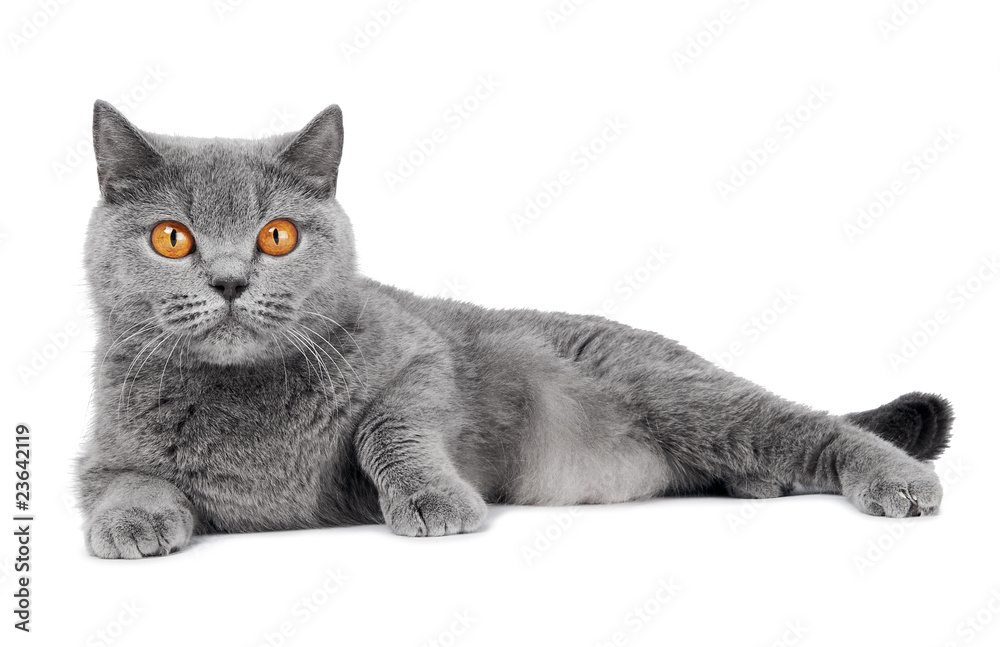 British Shorthair cat isolated - obrazy, fototapety, plakaty 