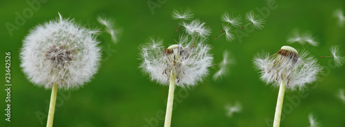 Naklejka na szafę drei Pusteblumen