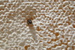 Pszczoła na plastrze miodu