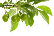 Growing Green Plums Isolated On The White
