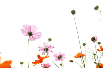 Wall Mural - pink daisies in grass field with white background