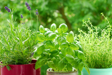 home herb`s garden