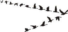 Geese Fly In V-shaped