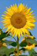 Große Sonnenblume vor blauem Himmel