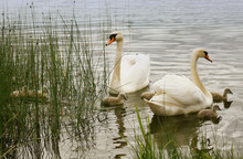 Swans On The Lake And Young