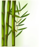 Fototapeta Sypialnia - Bamboo on the green and white background. Vector.
