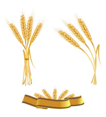 Some ears of wheat and ribbon. Vector.