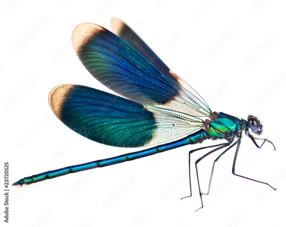 Dragonfly isolated on white - obrazy, fototapety, plakaty 