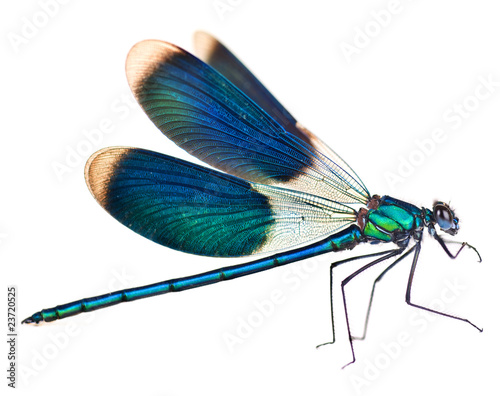 Dragonfly isolated on white Tableau sur Toile