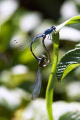 Two blue dragonfly on grass blade