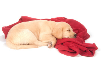 Canvas Print - cute yellow puppy sleeping with red blanket