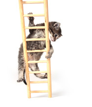 Kitten Climbing Ladder