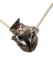 Wall Mural - Kitten clinging to rope