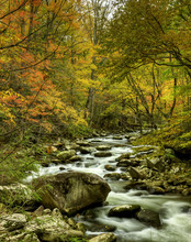 Tremont Stream In Fall