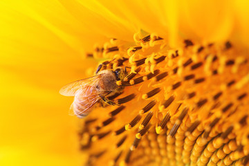 Wall Mural - the closeup of a bee in the sunflower nectar collected.