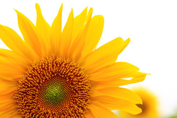 Wall Mural - the closeup of Beautiful yellow Sunflower petals