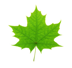 green maple leaf