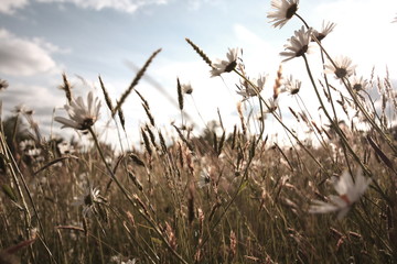 Poster - Beautiful meadow of daisies