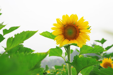 Wall Mural - the closeup of Beautiful yellow Sunflower petals