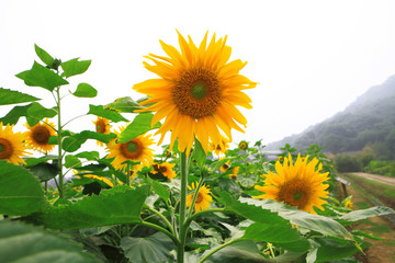 Wall Mural - the closeup of Beautiful yellow Sunflower petals