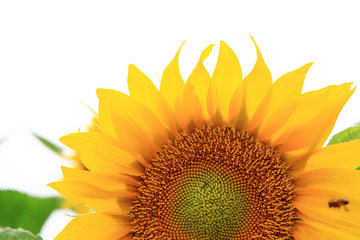 Wall Mural - the closeup of Beautiful yellow Sunflower petals