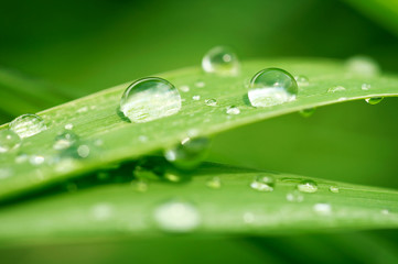 Green grass with raindrops