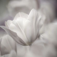 Fine Art Of Close-up Tulips, Blurred And Sharp