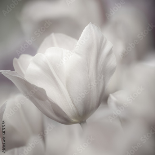 Naklejka na szybę Fine art of close-up Tulips, blurred and sharp