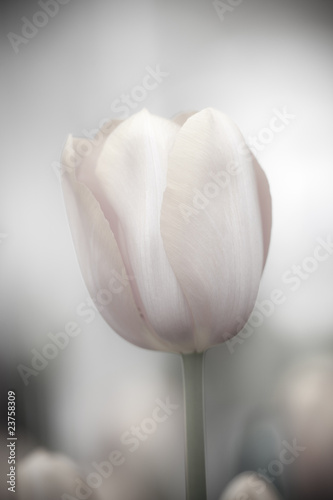 Naklejka ścienna Fine art of close-up Tulips, blurred and sharp