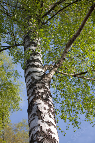 Nowoczesny obraz na płótnie Birch tree